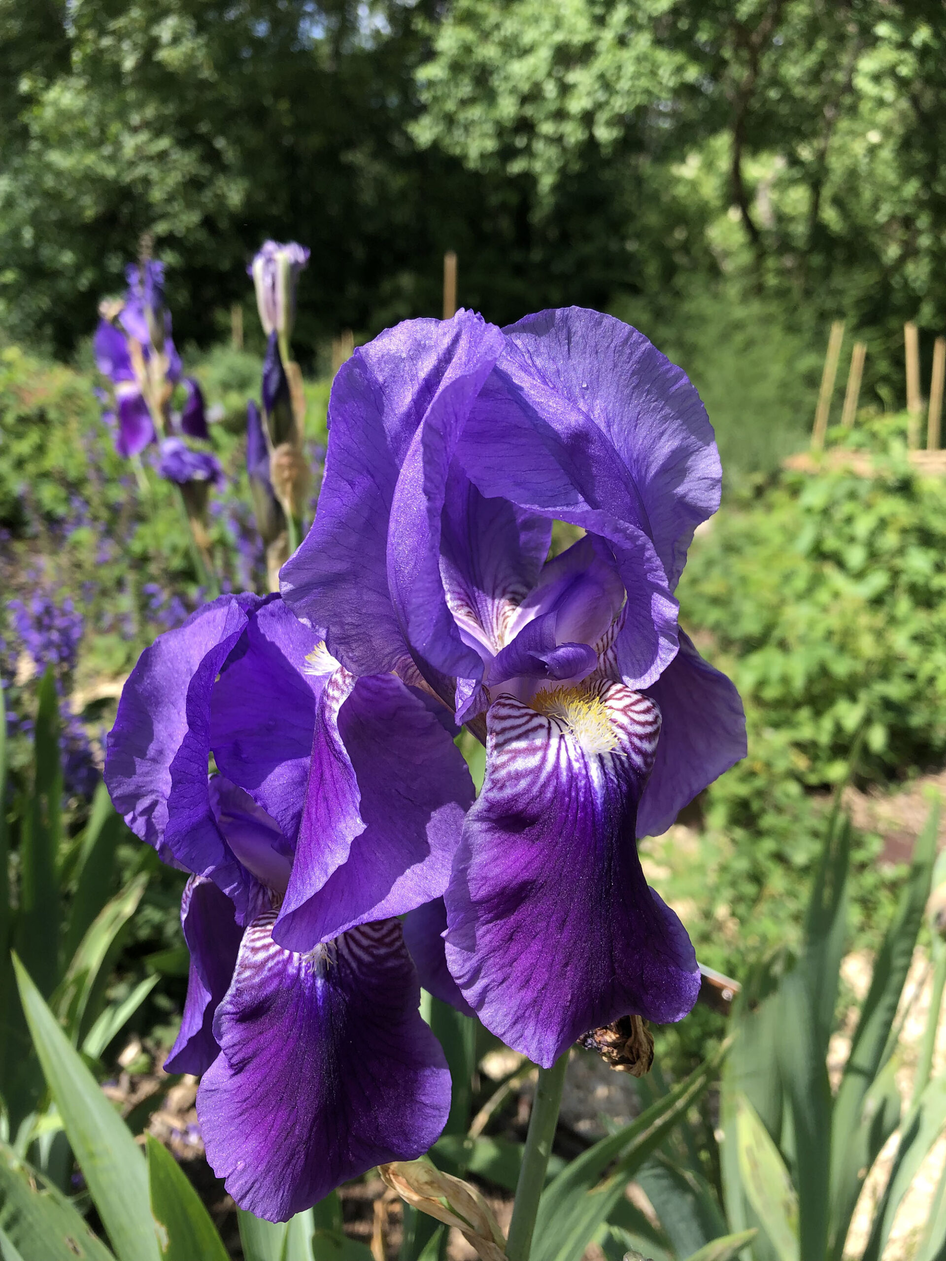 Deutsche Schwertlilie IMG_0098