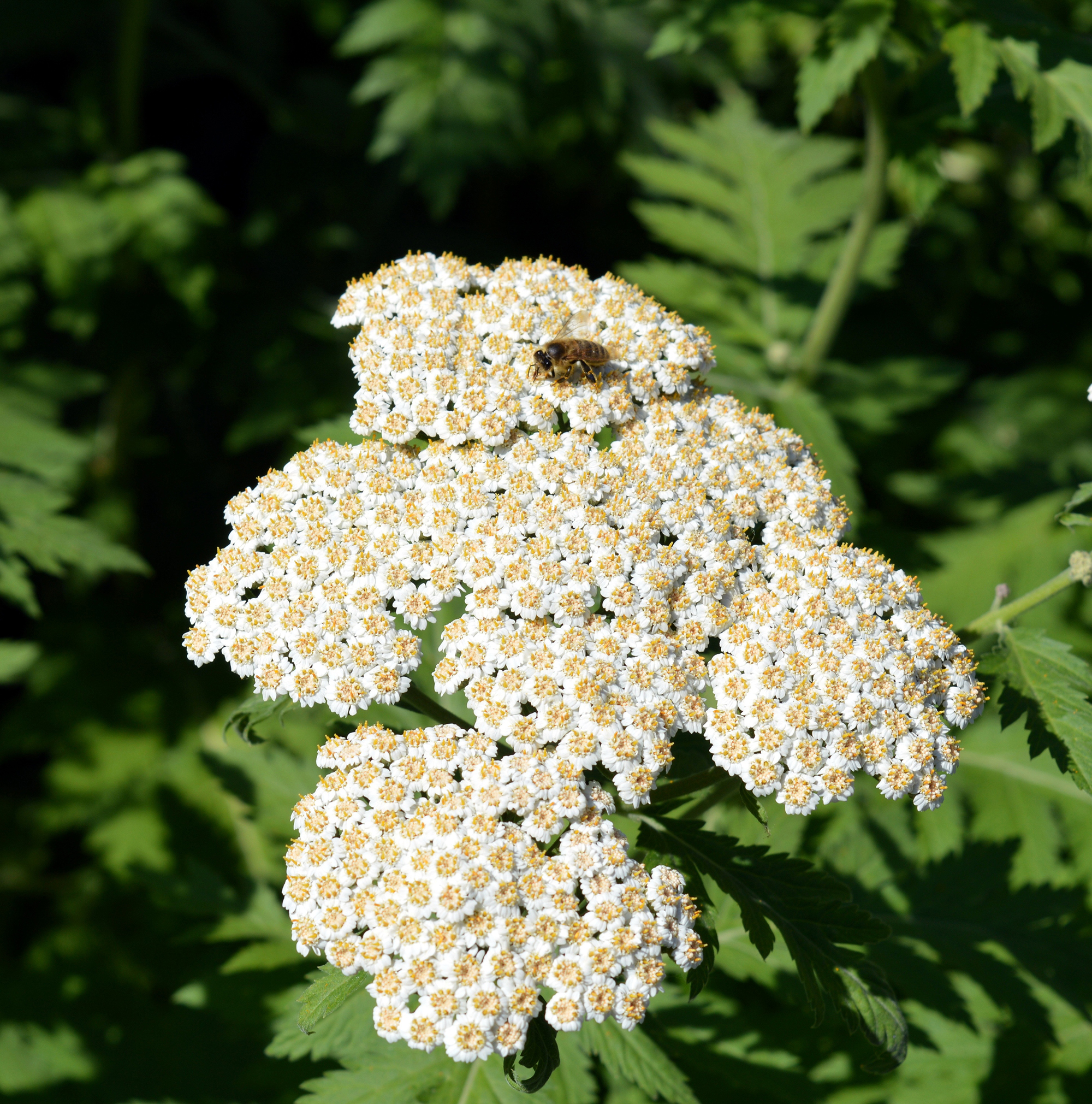 Schafgarbe pixabay yarrow-2417432_low