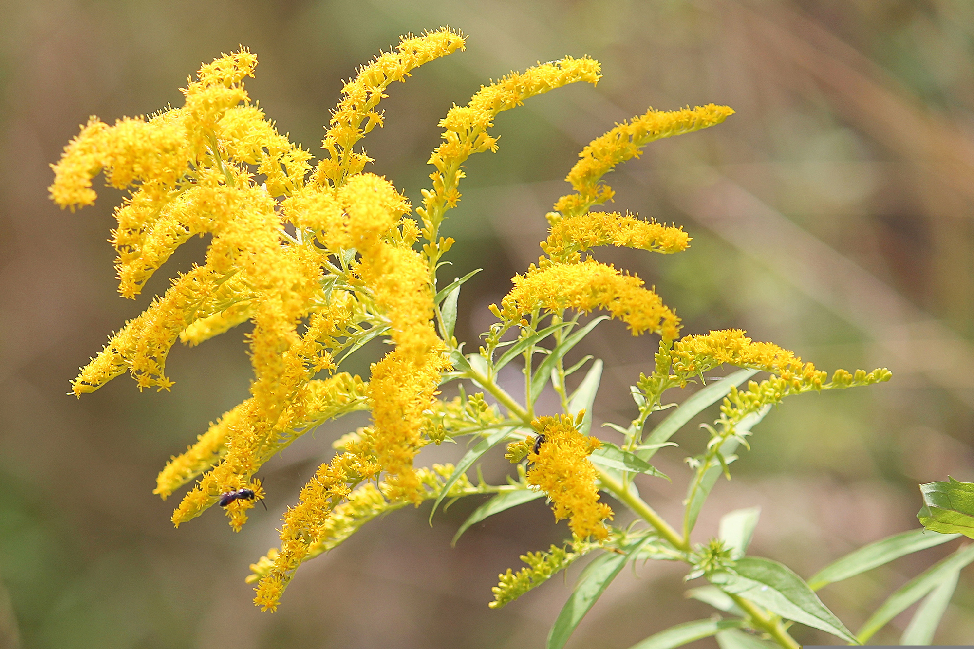 goldenrod-1586871 pixabay low